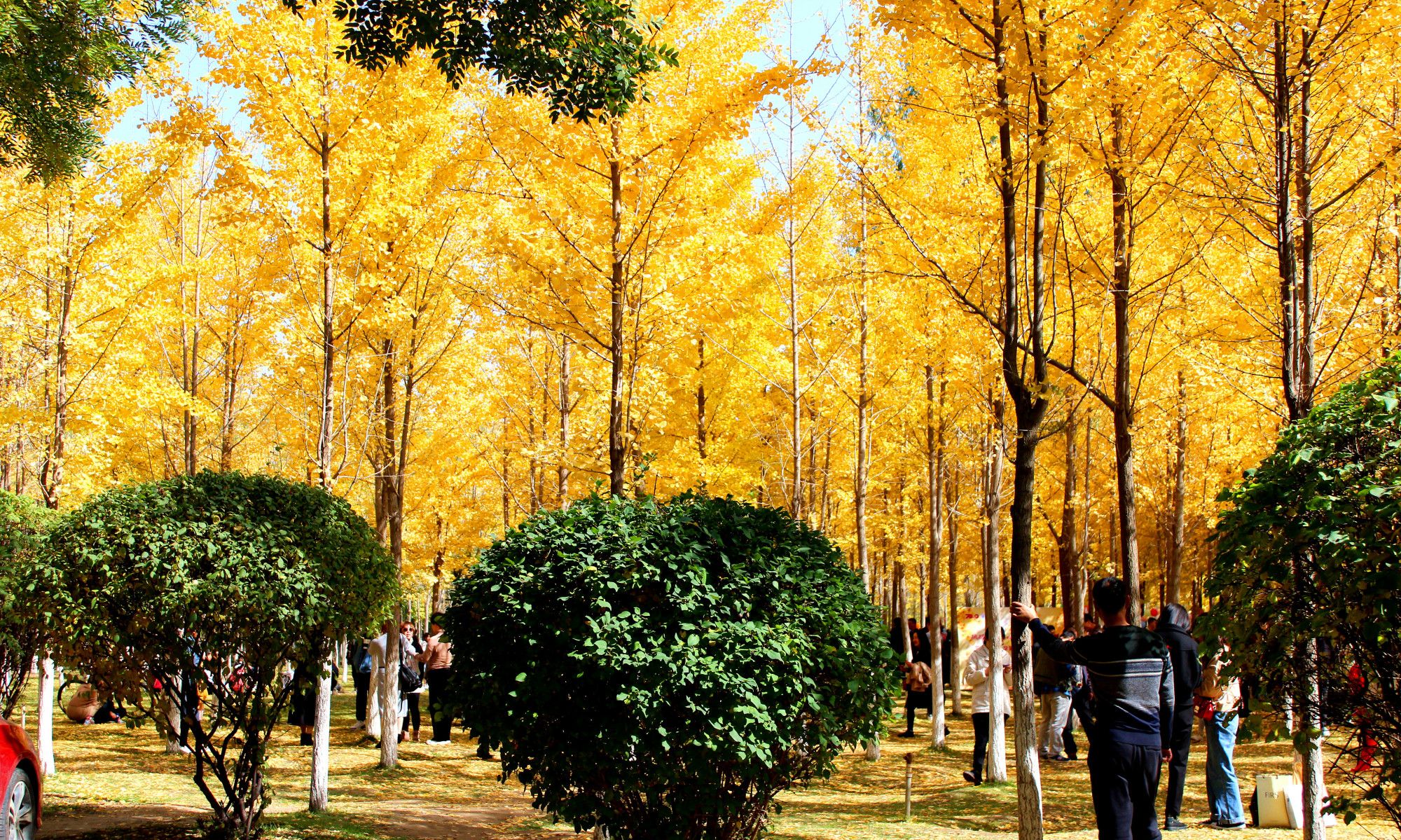 金秋十月，甘肃最美的大学校园景色，醉美兰州理工大学银杏林