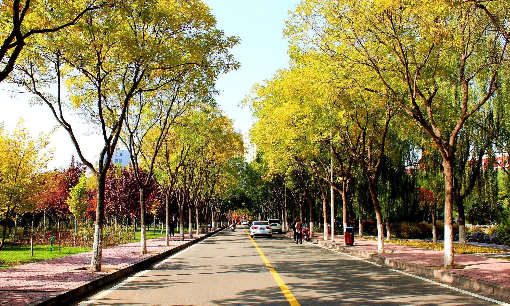 金秋十月,甘肃最美的大学校园景色,醉美兰州理工大学银杏林