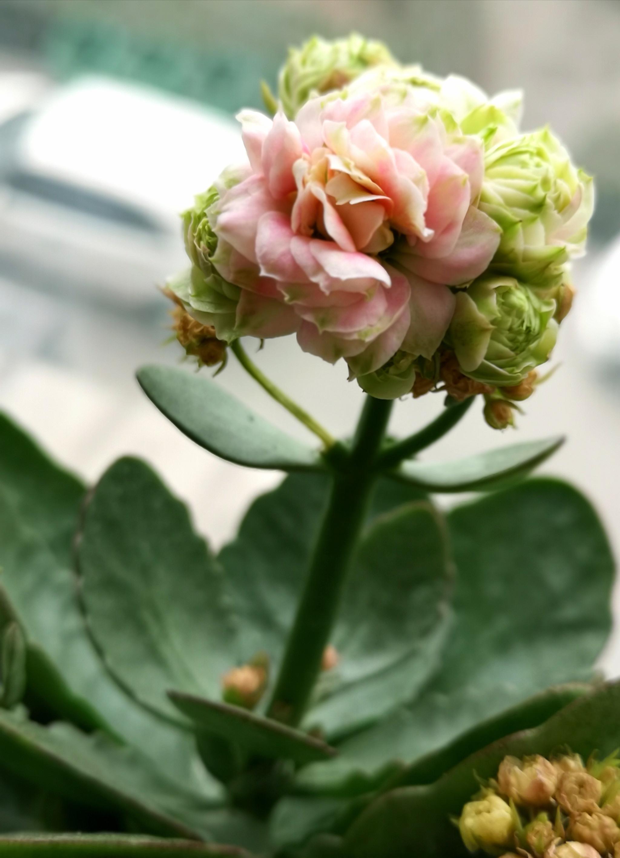 圣诞伽蓝菜很多人不认识,若说就是长寿吉庆的长寿花,你一定笑了