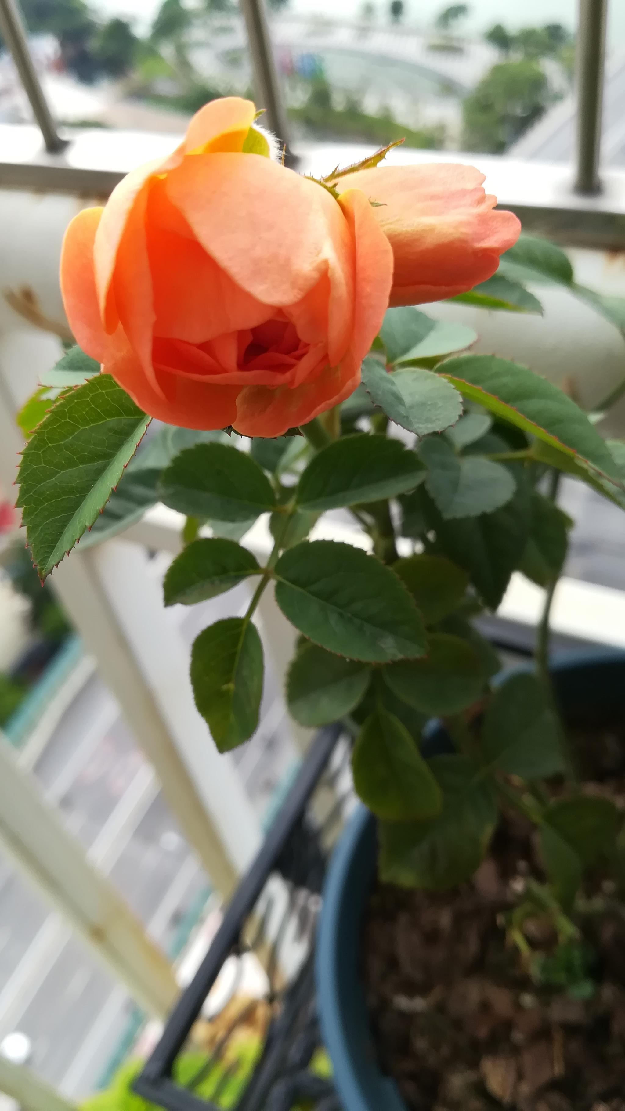 并蒂月季果汁阳台:一枝独秀,好事成双