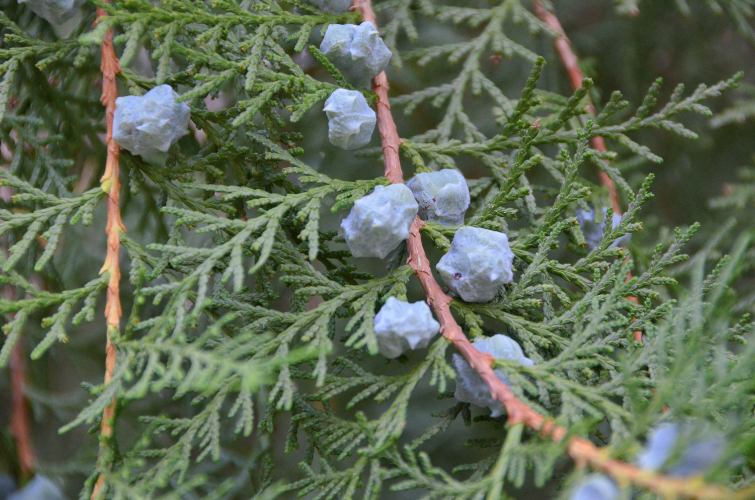 很特别的侧柏的果子还有药用价值原创摄影