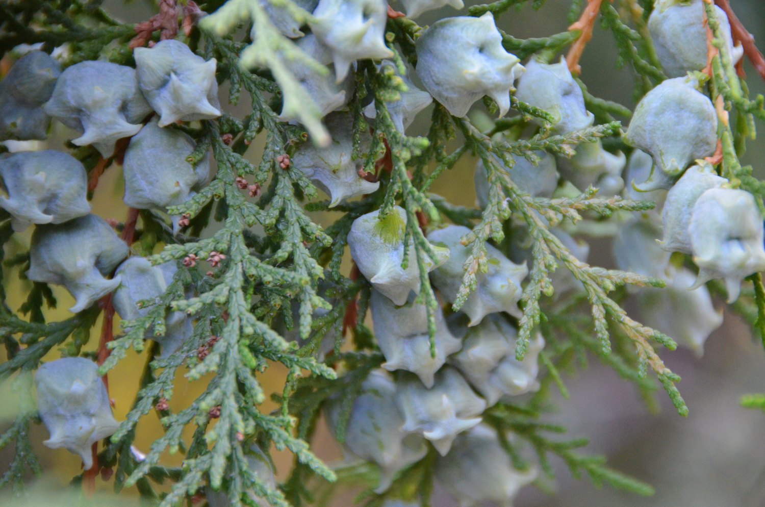 很特别的侧柏的果子还有药用价值原创摄影