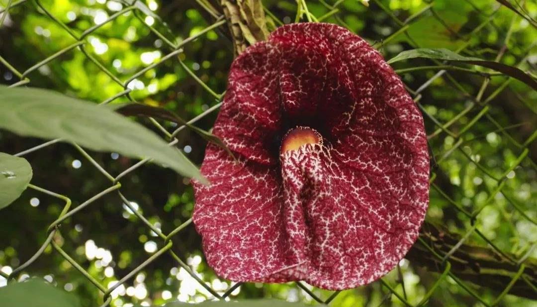 世界上最丑的花,外表丑就算了,散发的气味也非常臭!