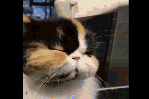 给猫咪修剪毛发,全程眯眼似化石,喵:就怕铲屎的把我胡子剪了