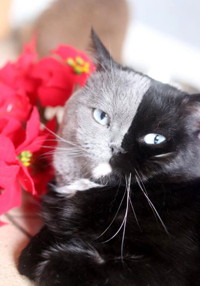 日本摄影师镜头下的这只阴阳脸猫,连摄影师自己都表示美呆了!