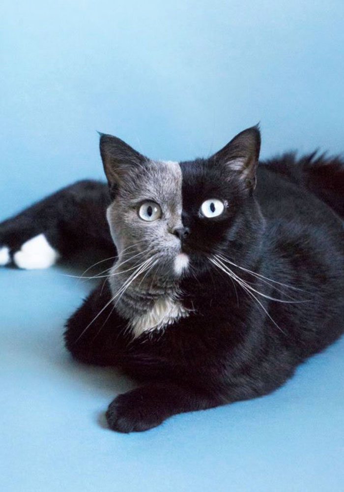 摄影师|猫|英国短毛猫_新浪新闻