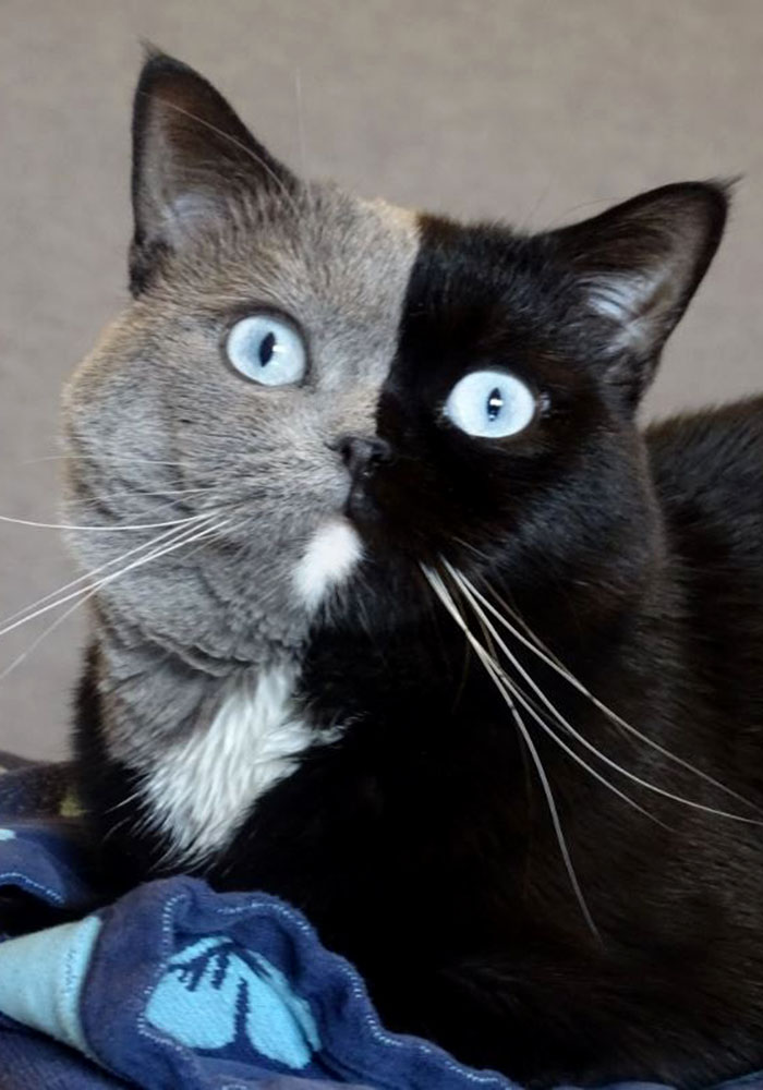 日本摄影师镜头下的这只阴阳脸猫,连摄影师自己都表示美呆了!