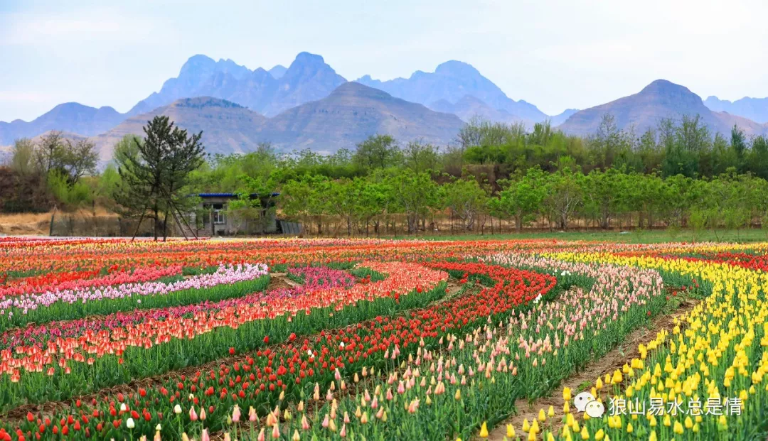在初夏的暖阳下翩然起舞,一眼看不到尽头的花丛,让人忍不住将这千色