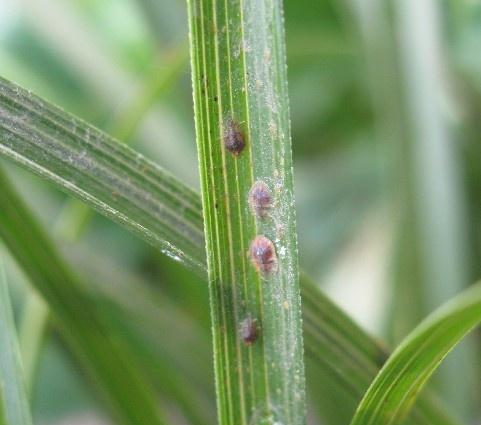 兰花蚧壳虫防治小妙招|蚧壳虫|兰花|介壳虫_新浪新闻