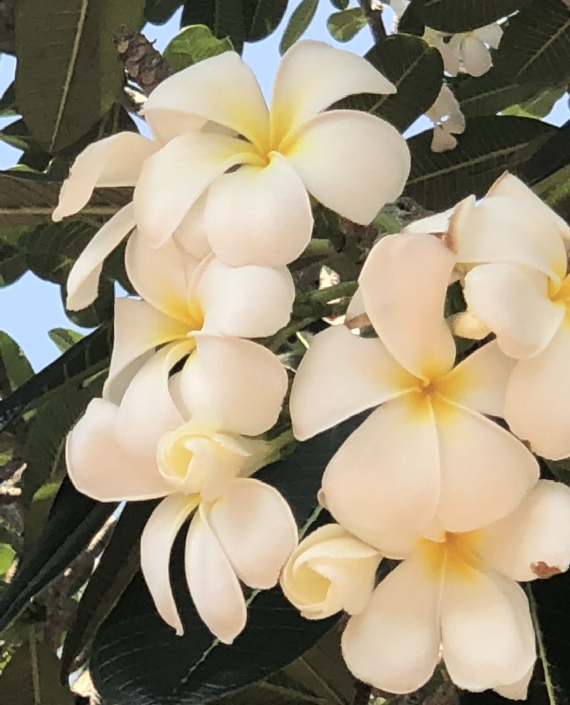 好男人花 因此花无心 好男人花 因此花无心