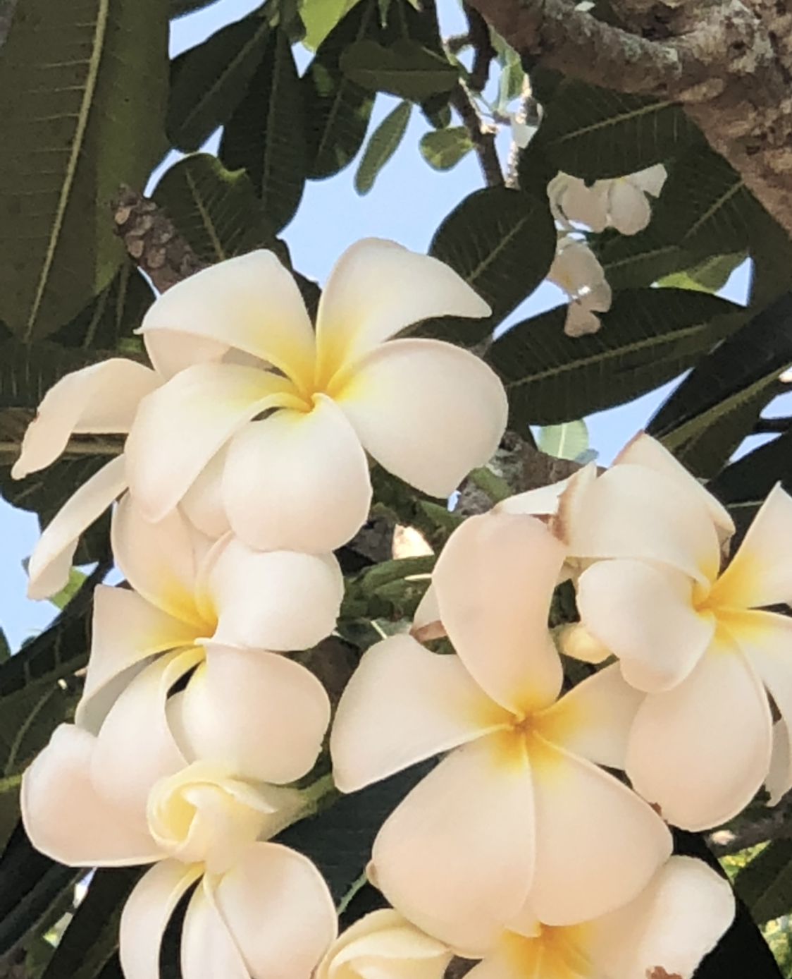 好男人花 因此花无心 好男人花 因此花无心