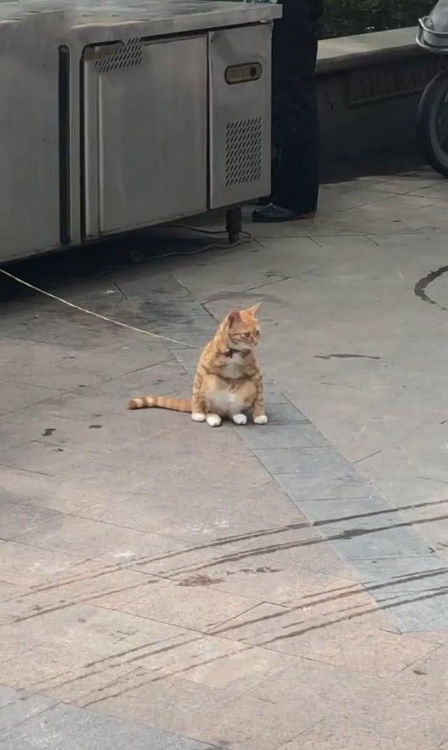 一只橘猫被拴在路边,但是越看越奇怪,走近一看后默默退了回来