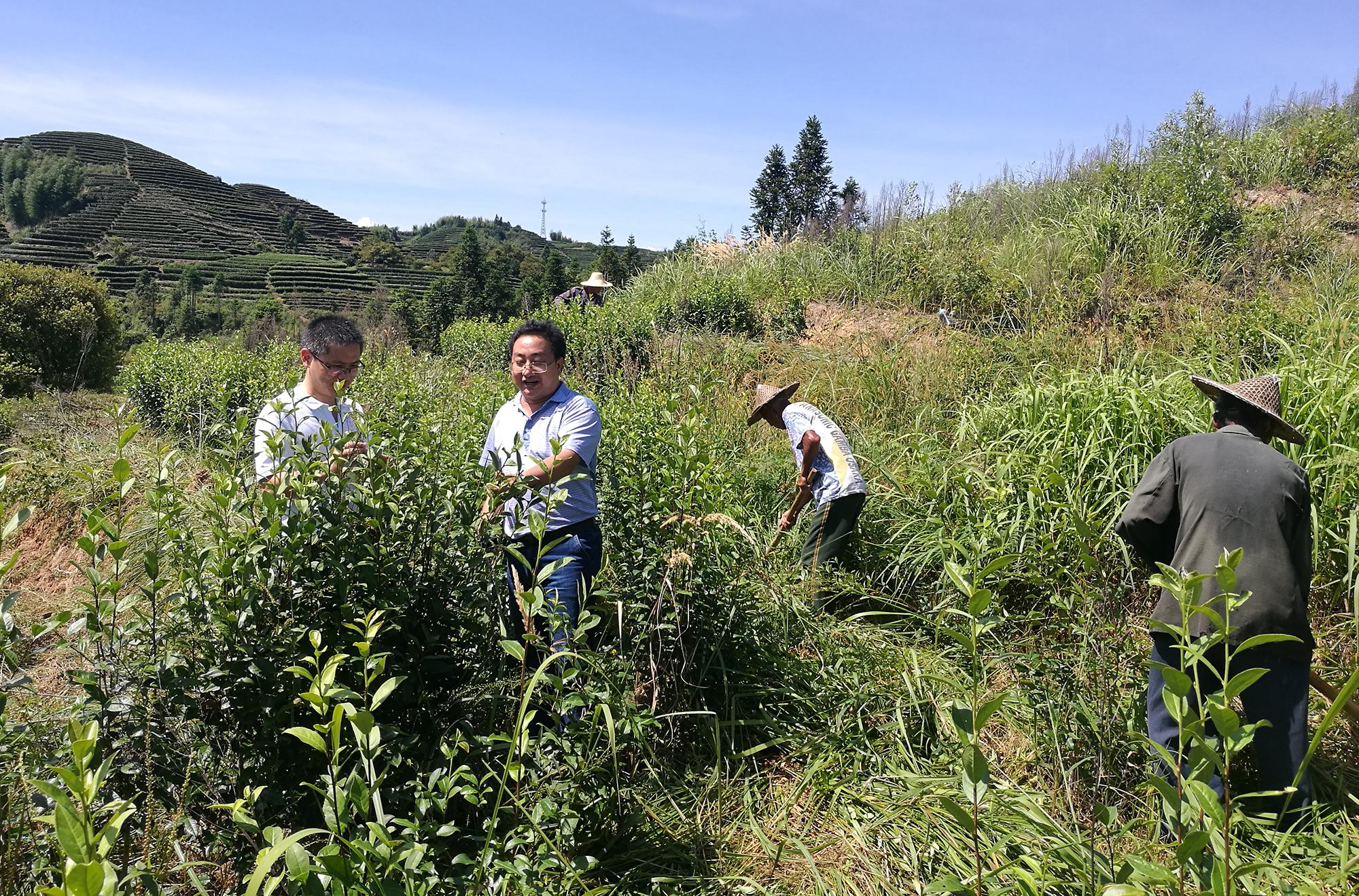 康指导福建云根茶叶有限公司茶叶生产|茶叶|特派员|有机茶园_新浪新闻