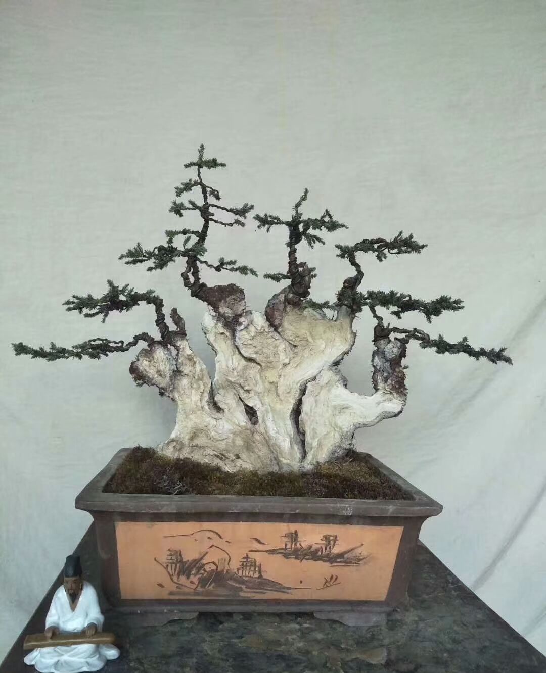 刺柏舍利桩子很别致,很多盆友喜欢,不错!