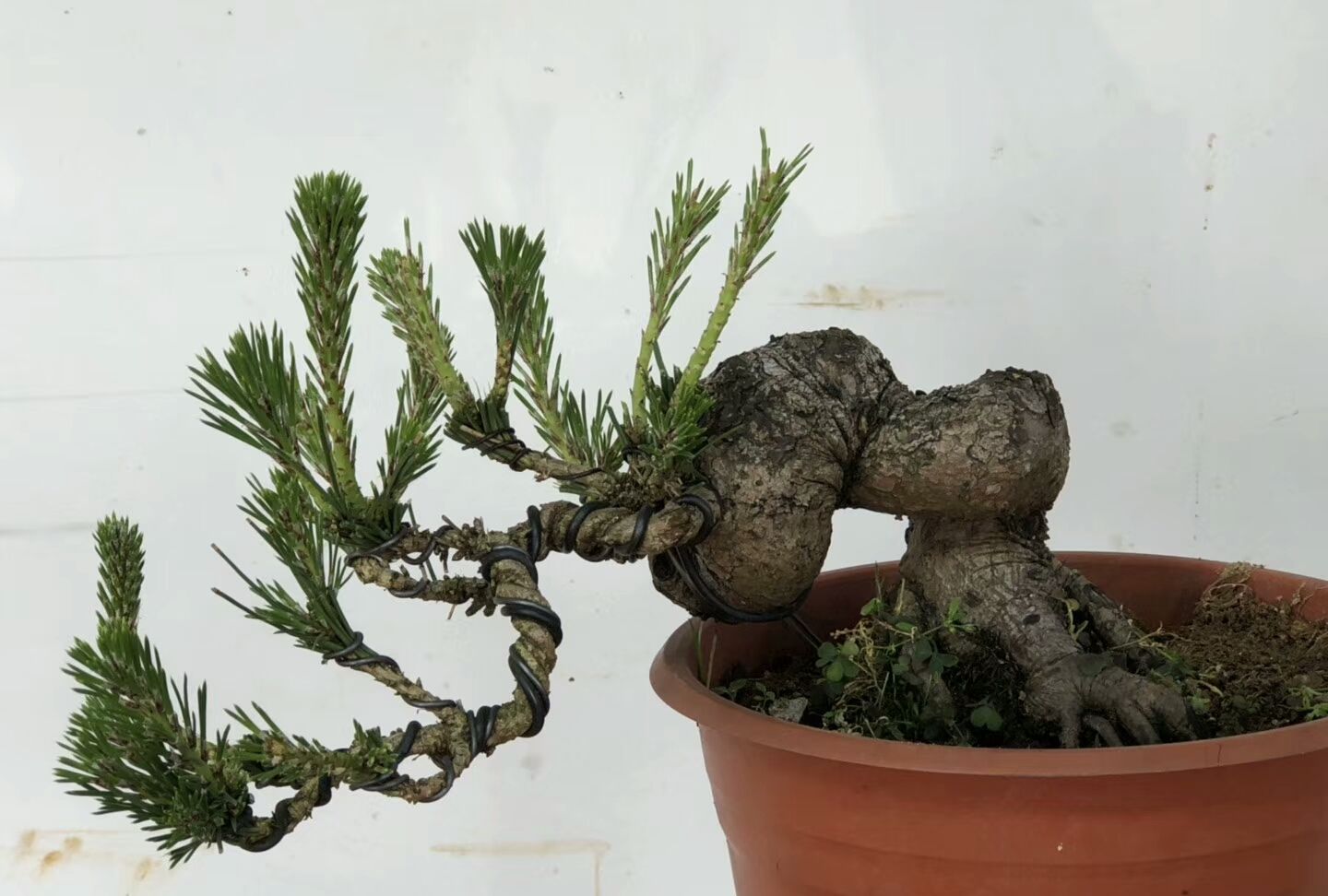 表哥养护的黑松盆景,盘根如猪大肠,真是让人一饱眼福!