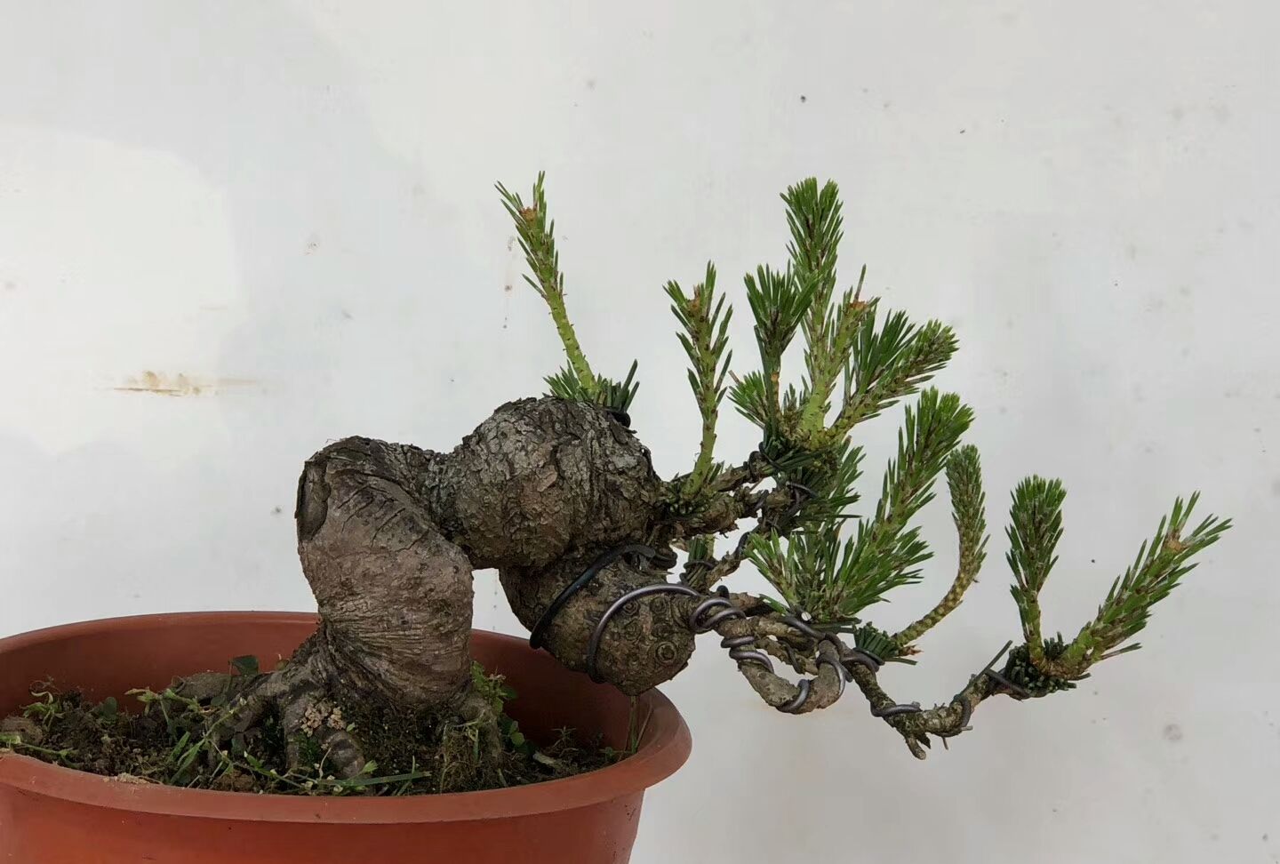 表哥养护的黑松盆景,盘根如猪大肠,真是让人一饱眼福!