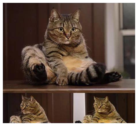 日本猫奴养五只喵,凭借妖娆姿势火遍网络,网友:给我也来一只