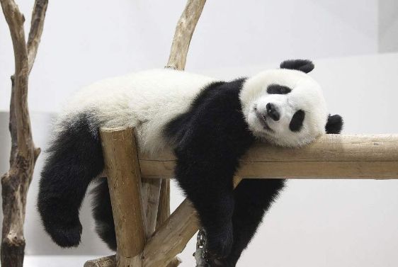 在动物园中我们经常能看到熊猫非常舒服的躺着,甚至说想在哪睡觉就