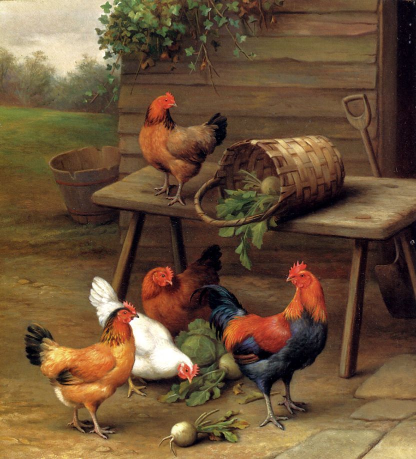 鸽子鸭子母鸡野鸭子和母鸡公鸡和鸽子驴子和家禽小狗和鸽子山羊和小羊