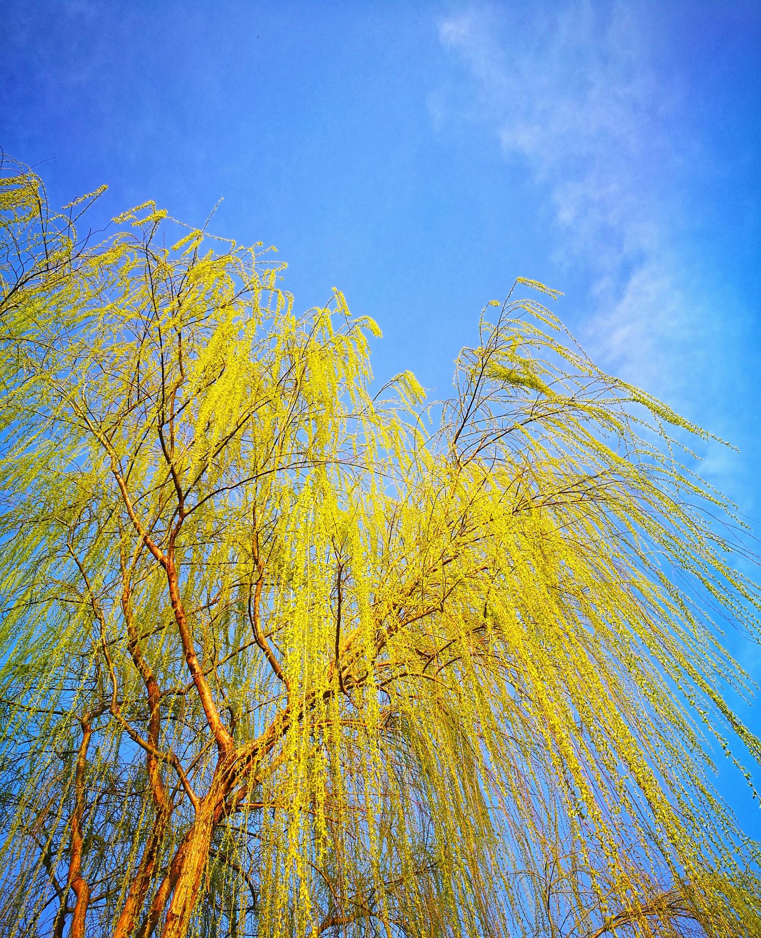 阳光蓝天柳丝绿,今日洛阳风光美