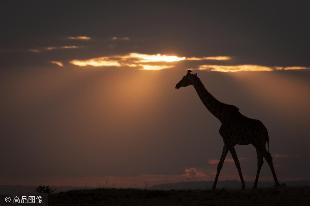 光与影的完美结合动物的时尚大片