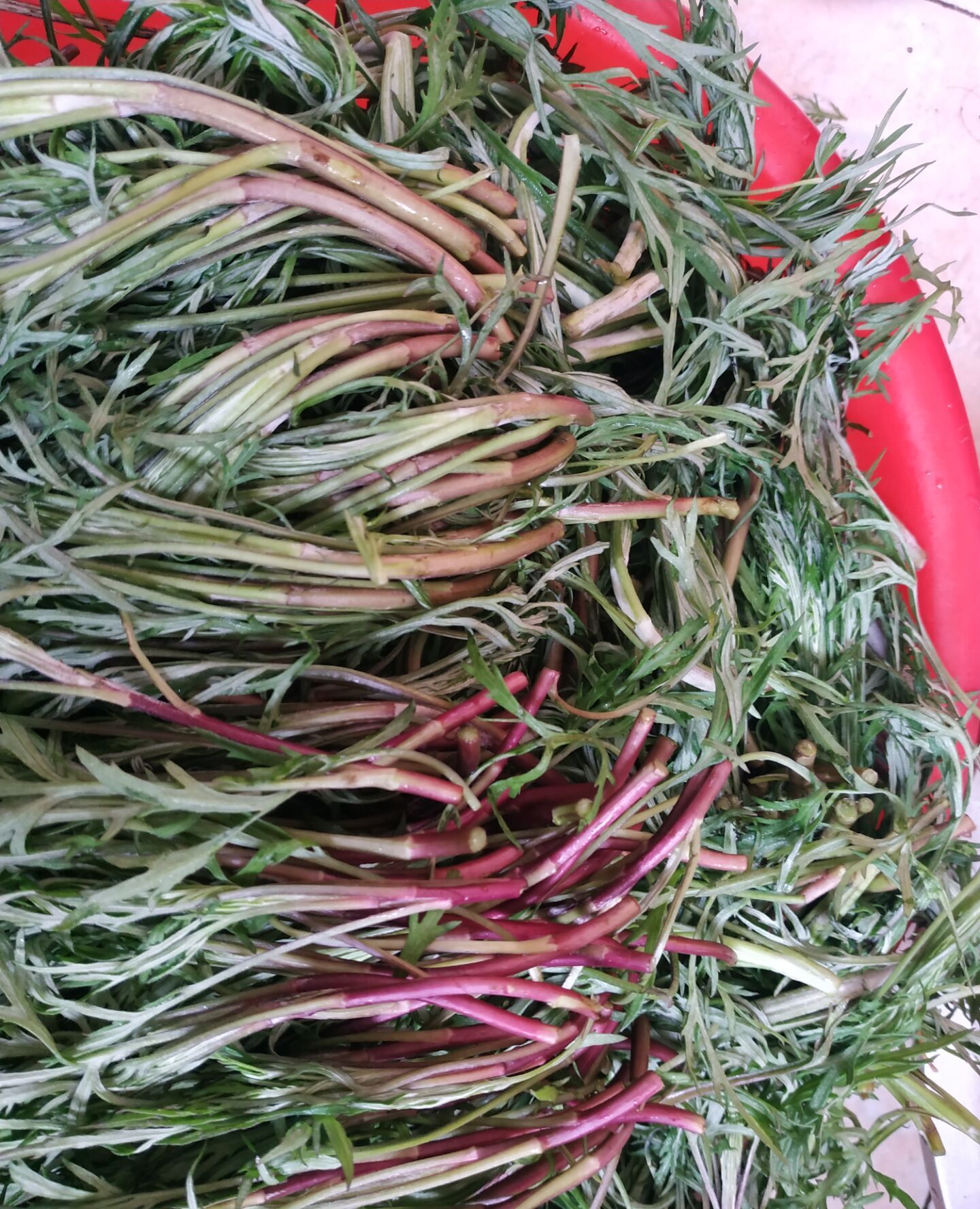 看看这种红梗儿蒿子是不是很诱人口感也不错呢