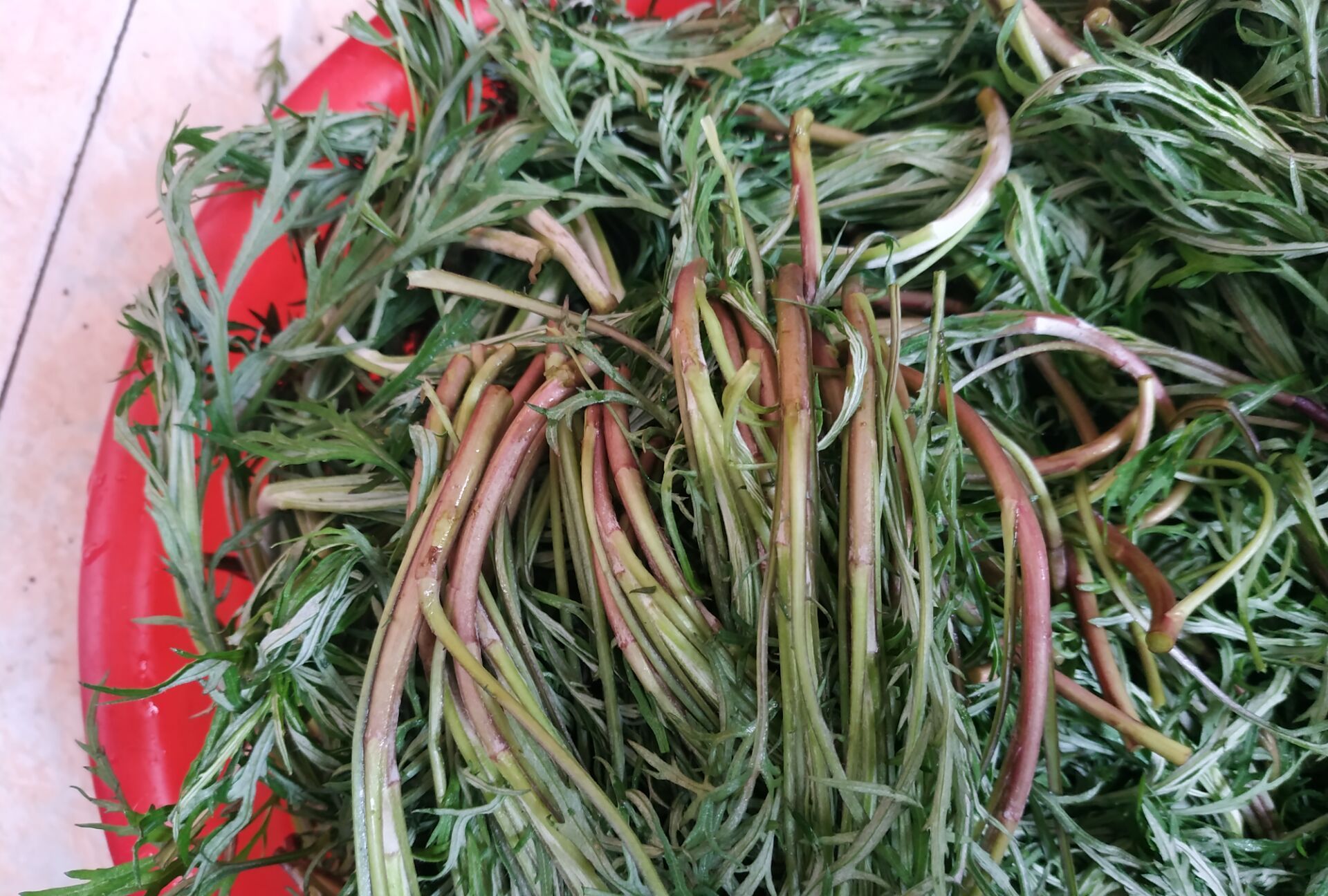 看看这种红梗儿蒿子是不是很诱人,口感也不错呢