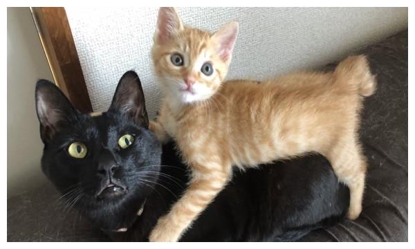 橘猫小弟睡觉也不忘,捧着黑猫哥哥的脸,网友笑:超有爱!