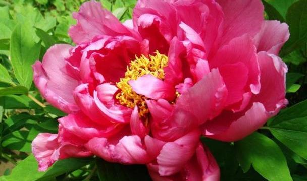 此牡丹名为"似荷莲",花大色艳还好养,开花时红霞铺满园