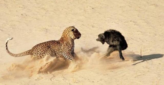 狒狒大战饥饿花豹,双方龇牙咧嘴互不相让,这一次你猜谁赢了