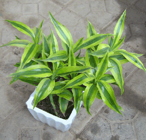 金边富贵竹养护过程中不得不注意的几个要点!