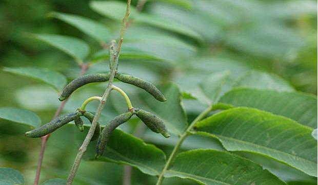 すべての花の画像 50 瓜野菜