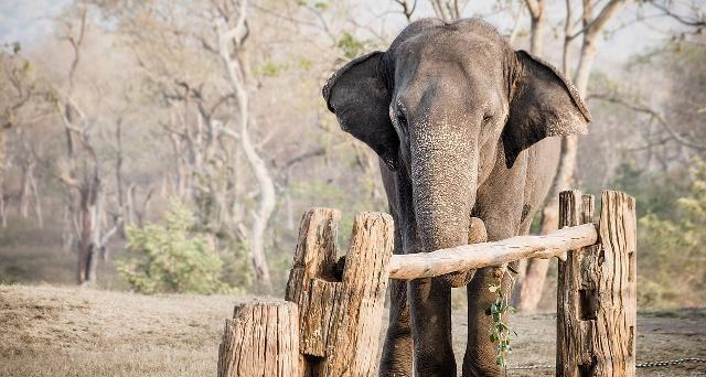 宠物现在就和一群大象一起去散步