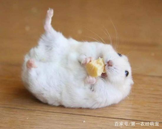 仓鼠为何爱装死到底该如何辨别呢学会这三个方法也就不担心了