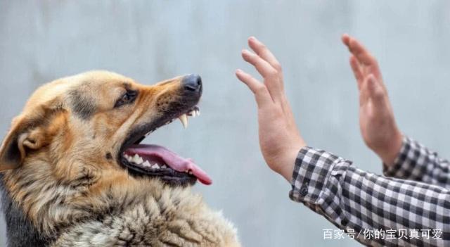 狂犬病|狗狗|养狗_新浪新闻