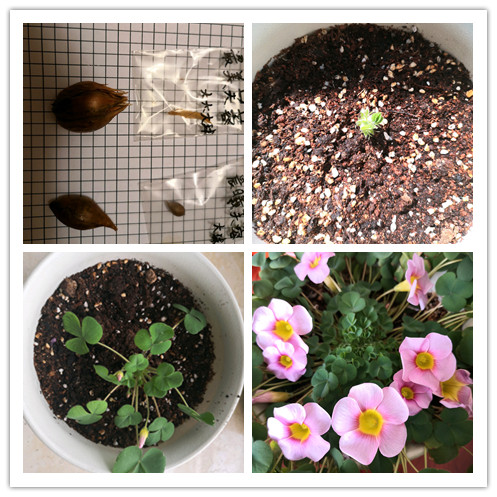 此款盆栽花卉 适合冬天种 丢土里就能活 三季开花 花多易爆盆