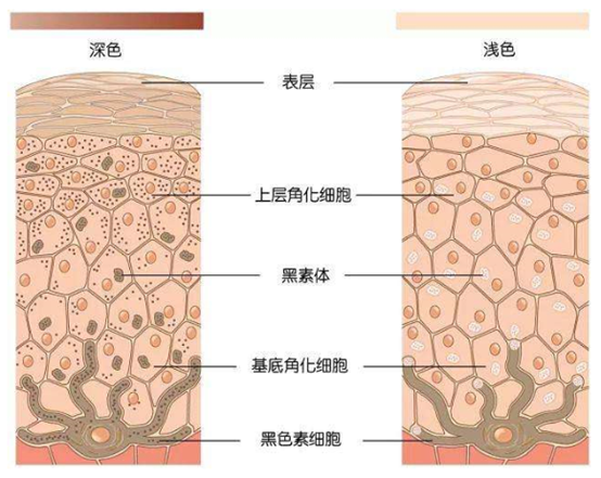 脸上长斑多半气滞血瘀皮肤科医生常吃1物养血又祛黄褐斑