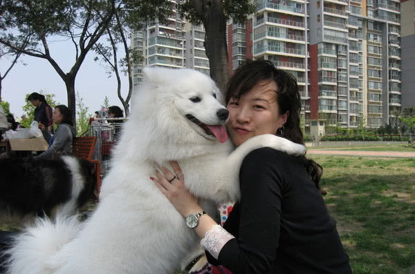 萨摩耶看上了小姐姐厚脸皮要香肠吃,主人一脚过去,狗好没面子