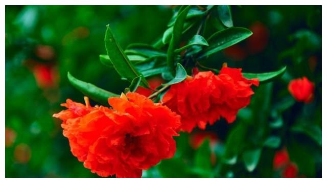 此花寓意子孙满堂,花色红红火火,放在室内最适宜