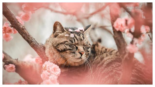 桃花树上长出一只桃花喵太美了好漂亮啊