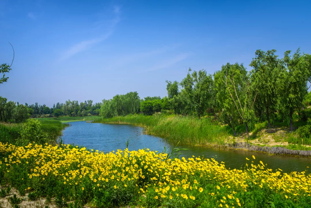 济南的春天一定要去这些湿地公园逛逛能赏花观鸟拍照
