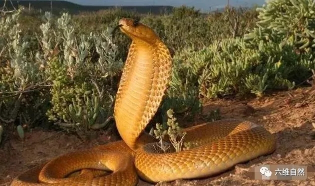 一身金色的蛇黄金眼镜蛇是更可爱还是更恐怖呢