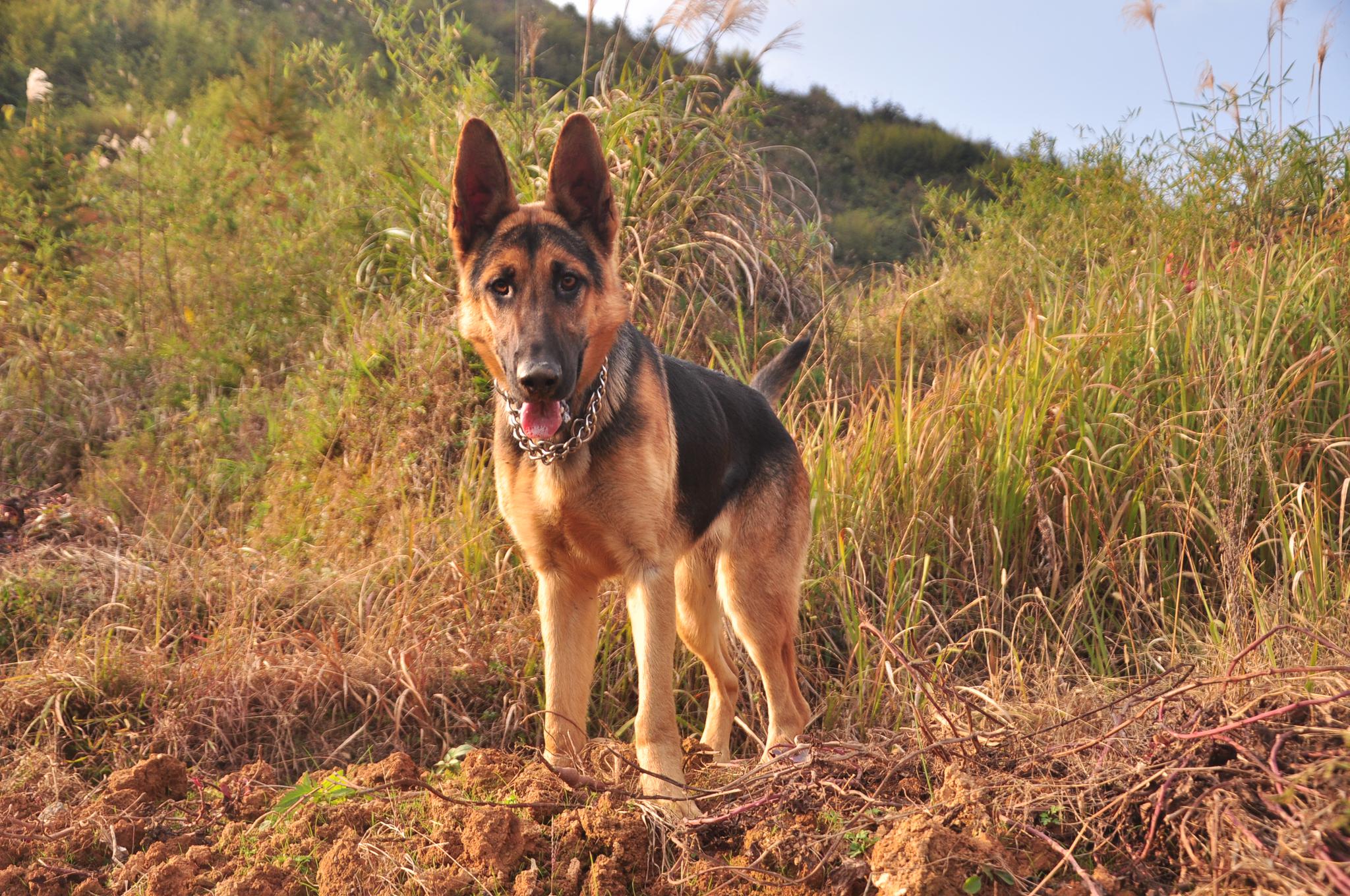 柯基金毛二哈茶杯萨摩耶看过来,俺是昆明黑背犬帅不帅?__财经头条