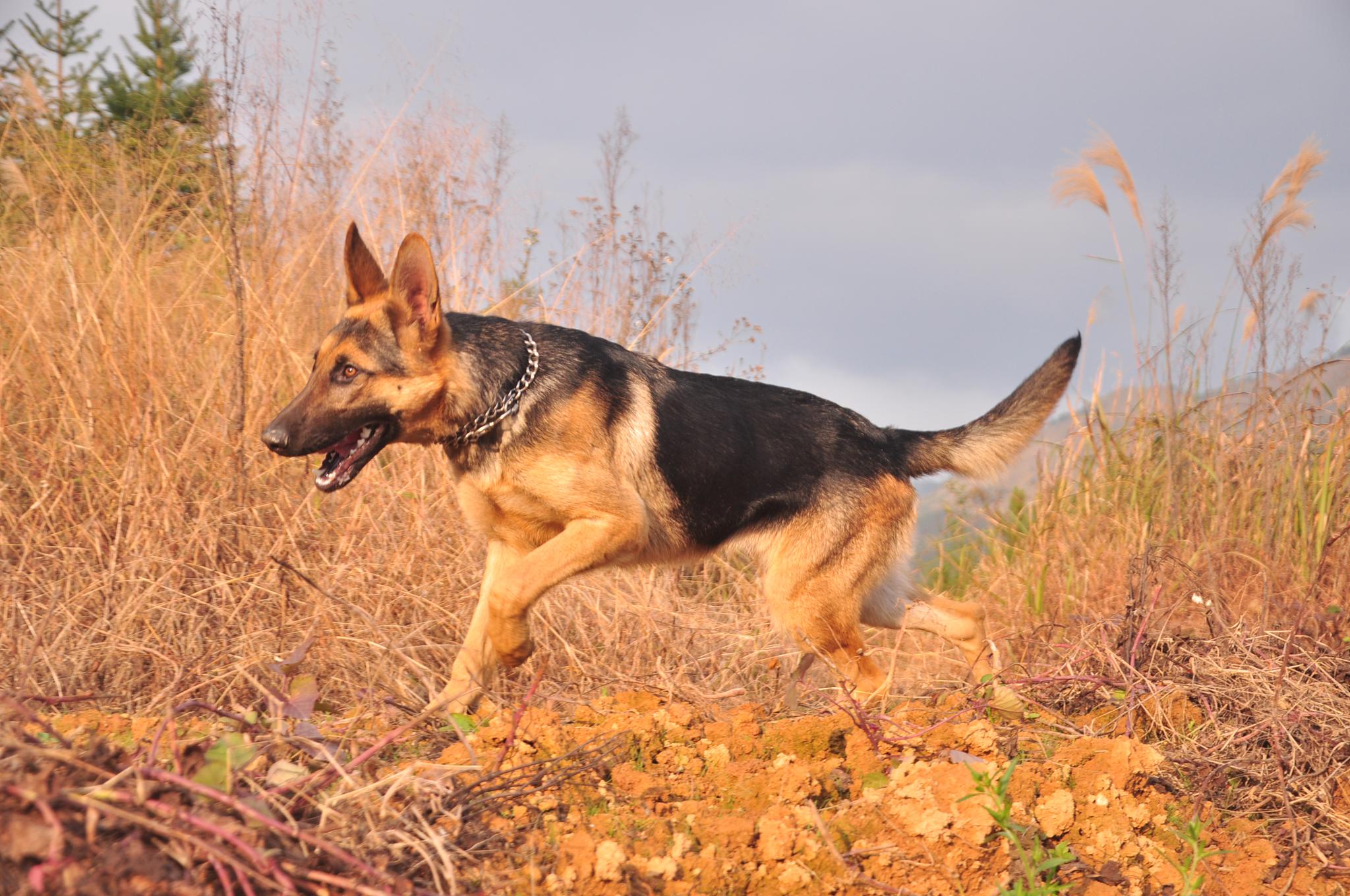 柯基金毛二哈茶杯萨摩耶看过来,俺是昆明黑背犬帅不帅?__财经头条