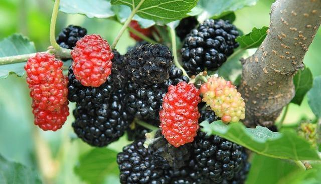 春天必吃的应季水果,三月就应该吃这个!照着吃准没错