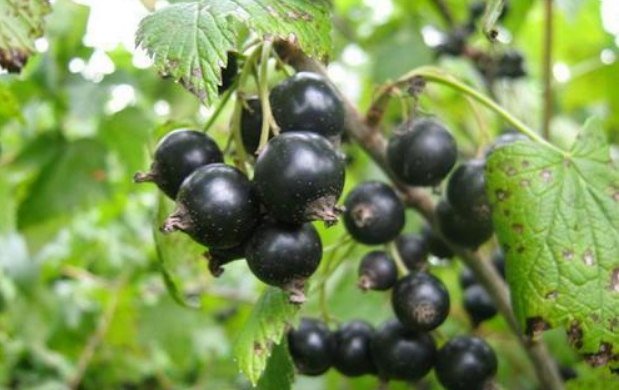 这种水果它就是黑加仑,也叫黑醋栗,黑豆果,紫梅等等,我想几乎任何人都