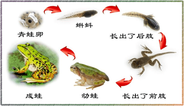 像青蛙,鸡这样繁殖后代的方式叫做卵生,靠卵繁殖后代的动物叫做卵生