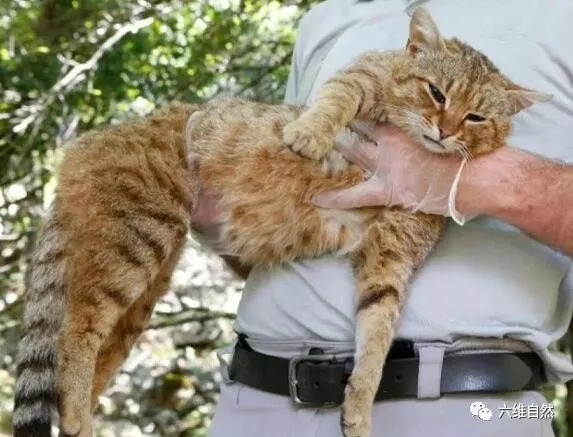 法国发现像狸花猫的新物种,猫狐仅被发现16只,12只已被捕捉
