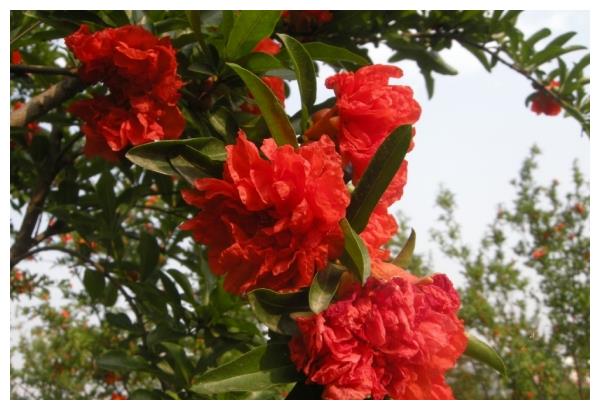 此花寓意子孙满堂,花色红红火火,放在室内最适宜