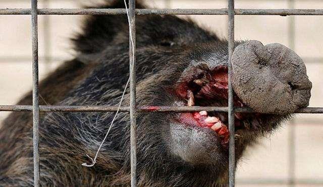 日本福岛核泄漏有多可怕?动植物无一幸免|核泄漏|福岛|变异_新浪新闻